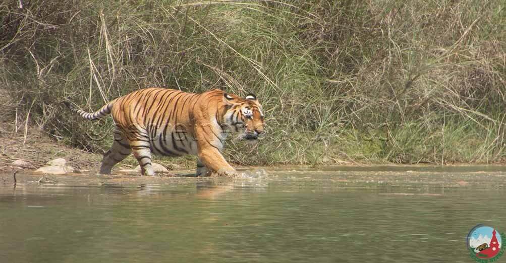 Nepal Jungle Trip